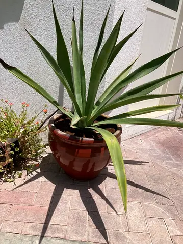 Large Potted Agave Plant - Healthy Outdoor Succulent