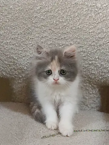 Two month old baby kitten!