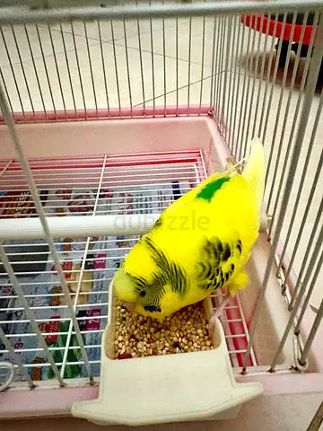 budgie with cage