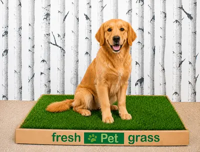 Fresh Pet Grass - Real Grass Potty Training Pad for Dogs and Cats, 2 Boxes, 96 cm x 60 cm, for Pets