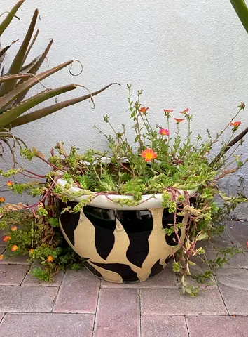 Zebra Decorative ceramic planter with trailing succulents and flowering portulaca