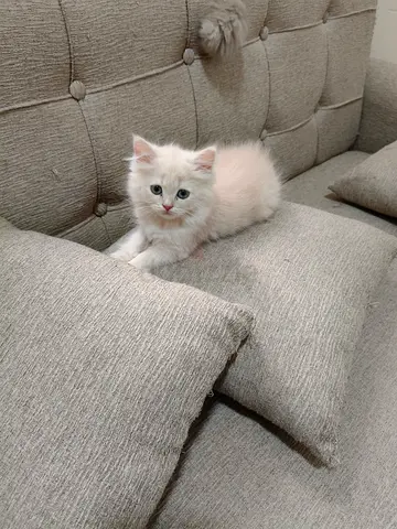 Two month old baby kittens!