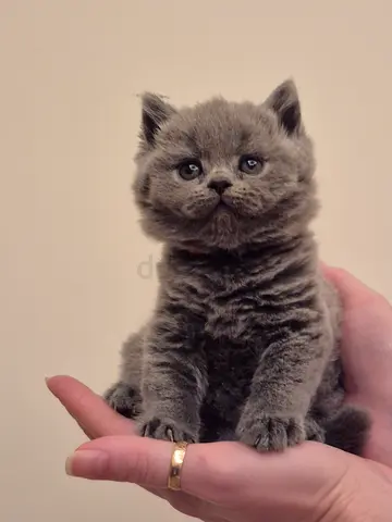British Shorthair ,Scottish Fold kittens and American Curl Kittens and Adults .