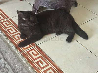 Friendly brown British Shorthair looking for a new home