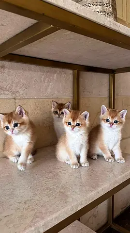Litter of 4 Friendly Short-haired Kittens — Ready for New Homes