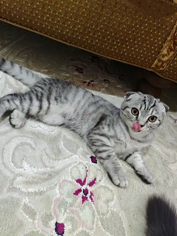 3 months old kittens scotch fold