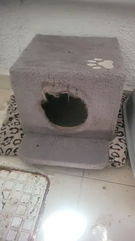 CAT HOUSE