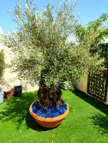 Beautiful, Big, Old Olive for sale