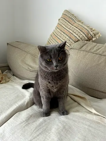 Sweet British Shorthair cat