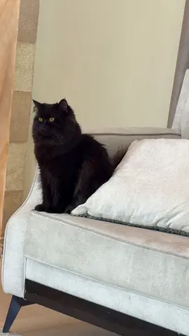 Cat Free for adoption Long-haired black cat - friendly adult, looking for a new home