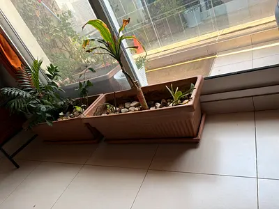 Large rectangular indoor planters (set of 2) with saucers
