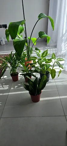 Plants
