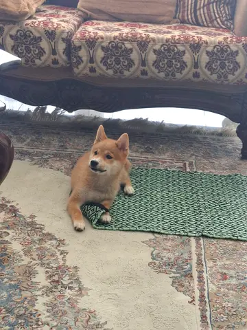 Shiba Inu pet puppy for adoption