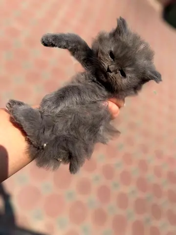 Persian grey male kitten urgently  looking home