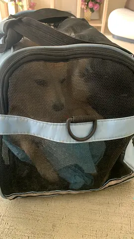 A cute pomeranian looking for a new forever home
