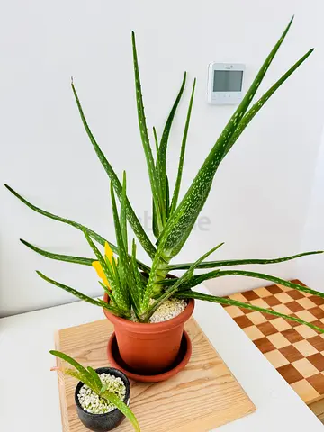 Aloe Vera Plant in Pot