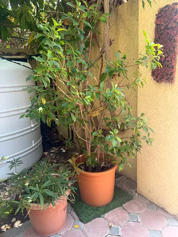 Assorted potted outdoor plants with large pots - ready for pickup