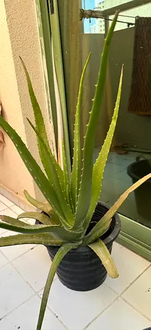 Aloe Vera  plant