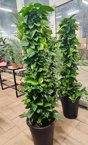 Large Pothos (Epipremnum) Climbing Plant on Moss Pole - Healthy Indoor Greenery