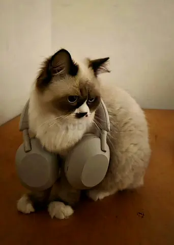 Cat for adoption