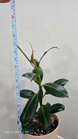 Rubber Plant (Ficus elastica) in Beige Pot - Healthy Indoor Houseplant
