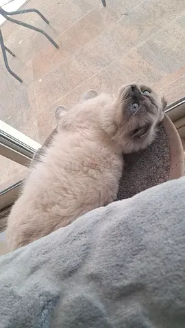 Cute and Playful Scottish Fold cat for adoption