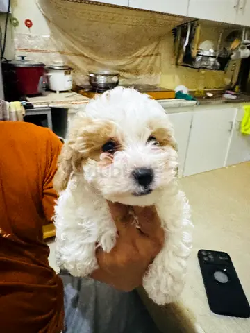 pet