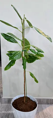Ficus Altissima Audrey