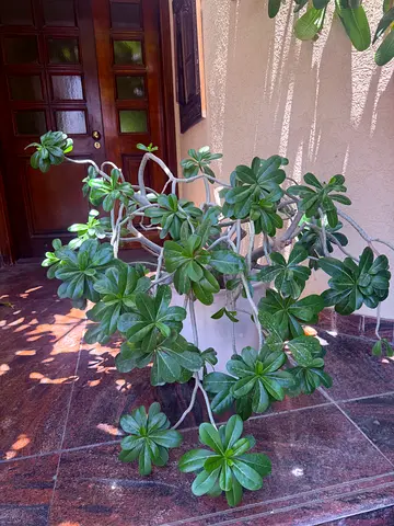 Desert rose