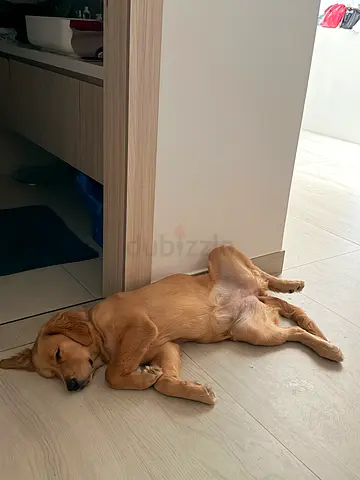 Female Golden Retriever