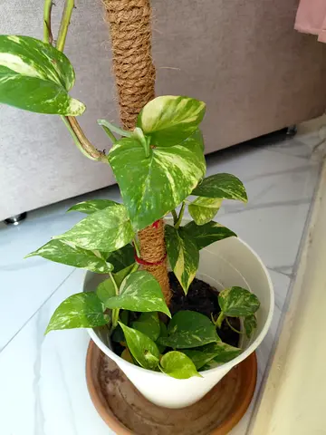 Beautiful indoor Golden pothos available