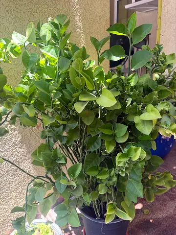 Big Healthy plant. pickup near MOE