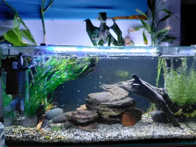 70 cm aquarium