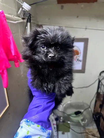 Tiny black Pomeranian puppy ready for adoption