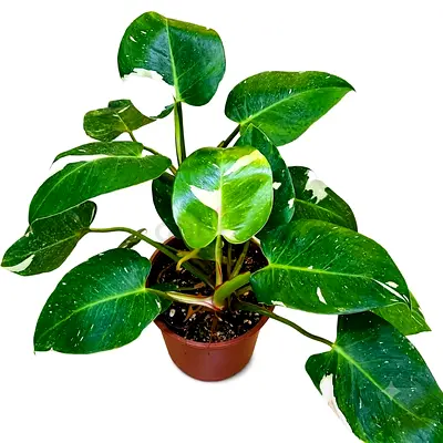 Live Philodendron White Princes - Indoor Plant
