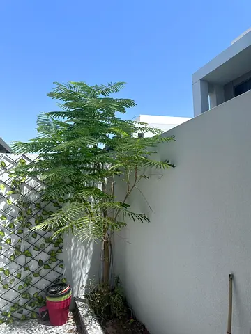 Outdoor tree / tall plant -