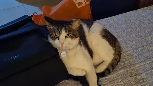 Available for Adoption: Sweet 6-Year-Old Tabby  White Male Cat in Dubai