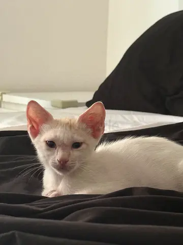 I’m looking for a good home for a kitten.