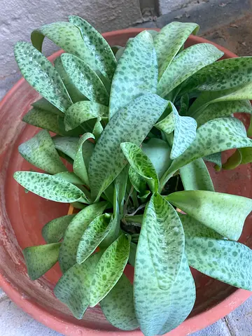 Spotted Leopard Plant (Scilla/Silver Squill) - Potted Indoor/Outdoor Plant