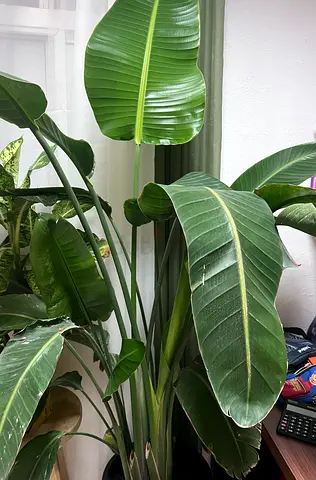 Bird of Paradise Plant