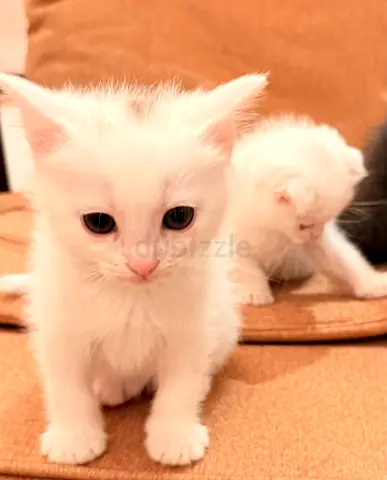 Adorable 3  kittens 2 white and one black with their mother for free adoption Scottish fold