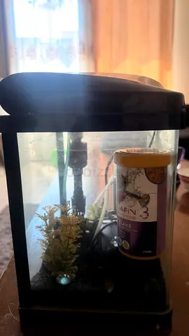 Aquarium for sale ( small size)