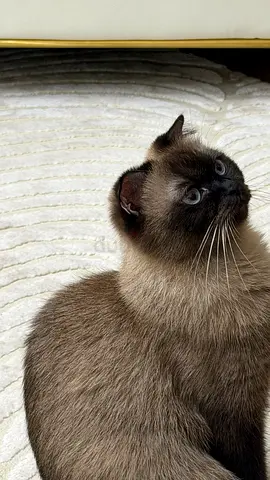 Cat for adoption