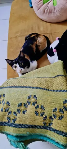Cat for free adoption
