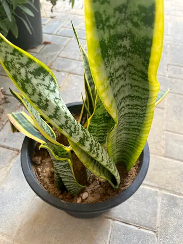 Healthy Snake Plant (Sansevieria) in Pot - Great for Indoor Decor