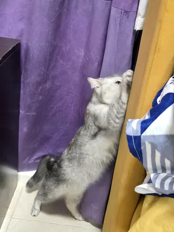 Cat for free adoption