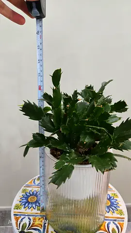 Small potted Christmas cactus (Schlumbergera) in decorative pot - healthy, ready to rehome