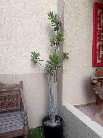 Desert rose
