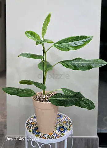 Ficus altissima (approx. 70cm) — ready to go