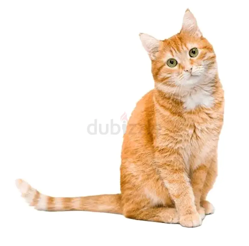 DPV_View_Image_3
